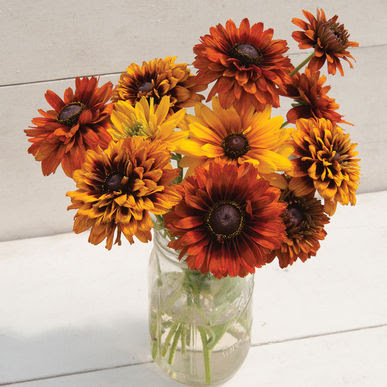 Rudbeckia - Cherokee Sunset Mix