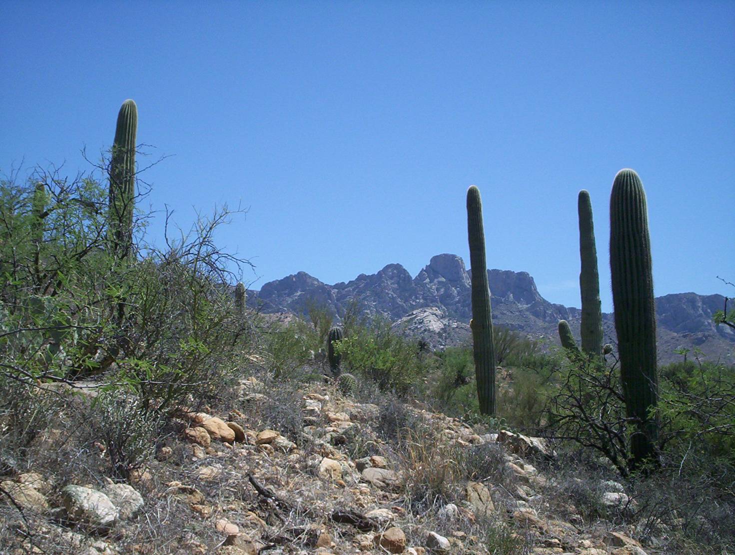 Speed dating tucson az