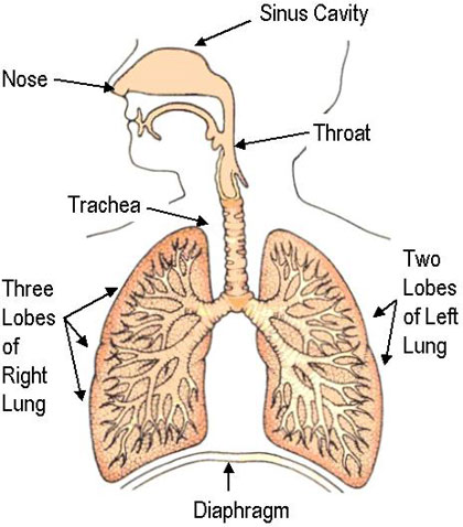AgentO: The Respiratory System