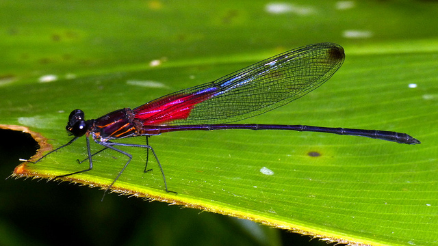 Incríveis fotografias de insetos em Macro