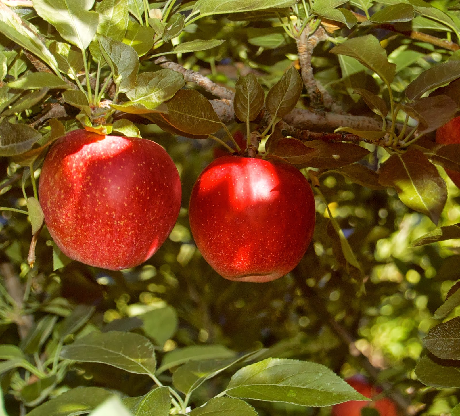 Cooking for Kishore Jersey Fresh Apples!