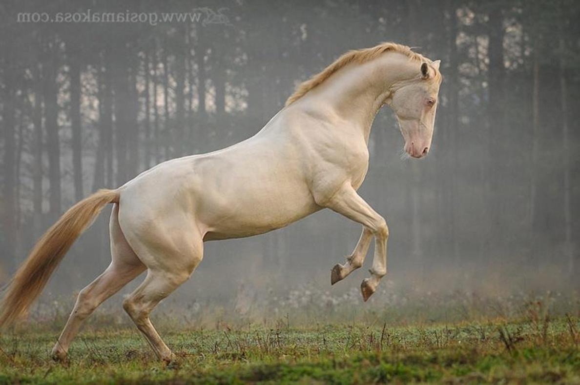 Cremello Akhal Teke | Rare horses, Horses, Most beautiful horses