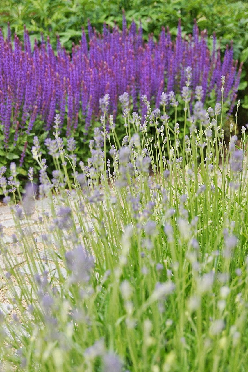Mejrams!: lavendel munstead tillsammans med japansk järnek