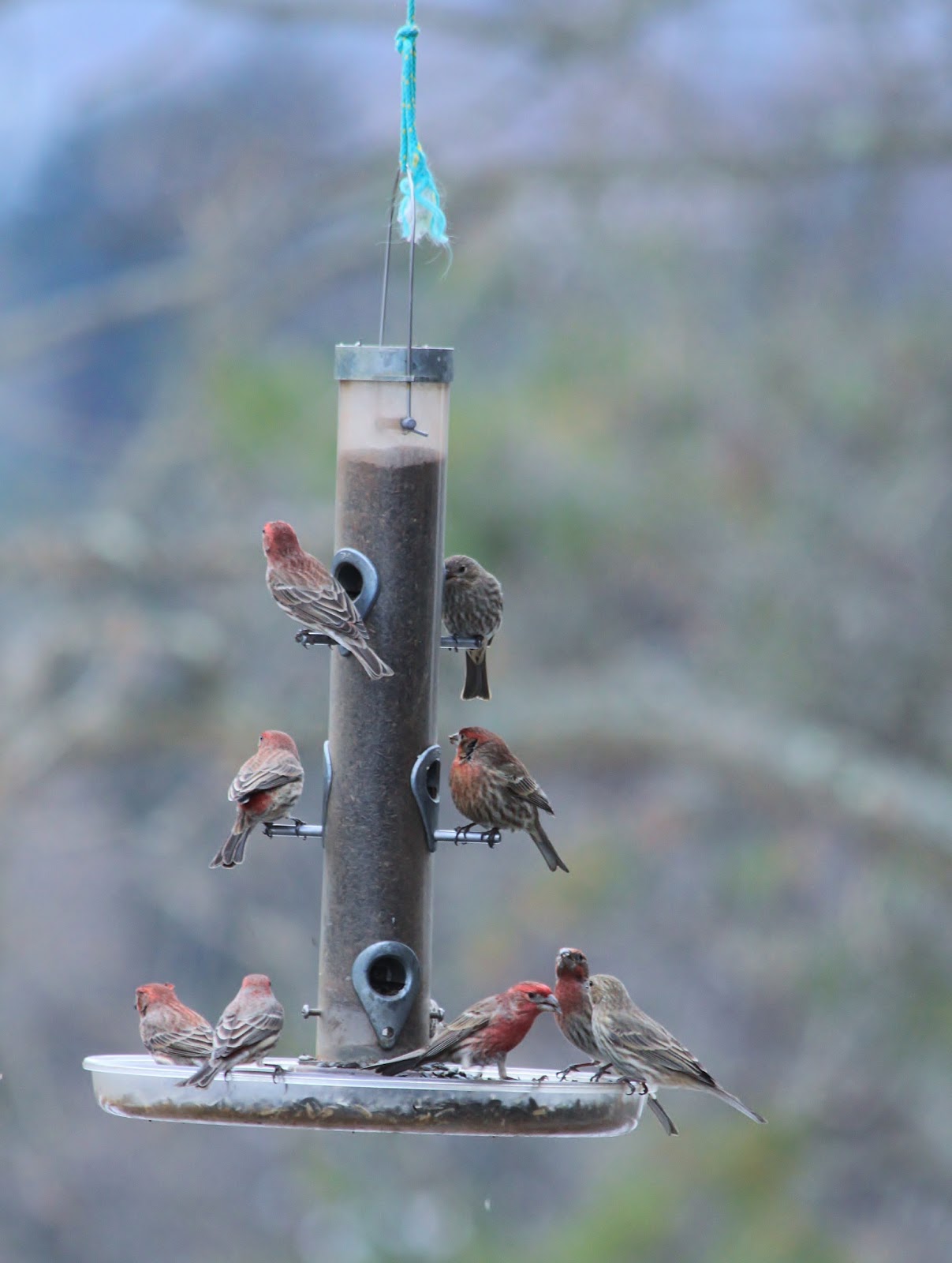 Flurry of Bird Activity at the Bird Feeder Nature on the Edge of New