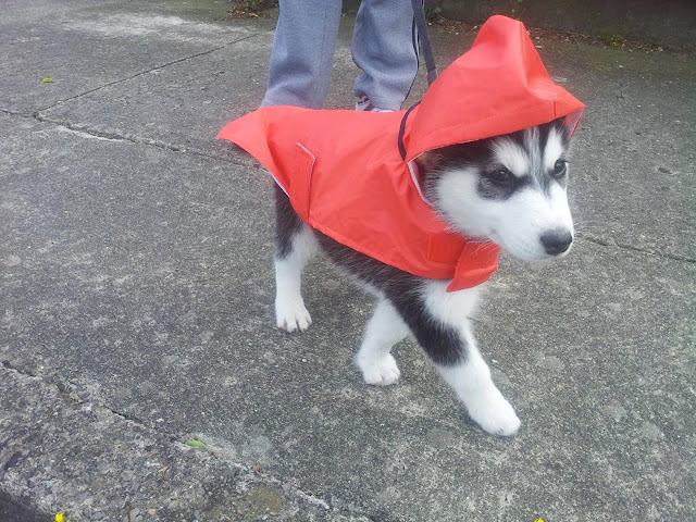 A husky dog wears red rain coat that makes him looks like little red riding hood, cute dog pictures, baby animals