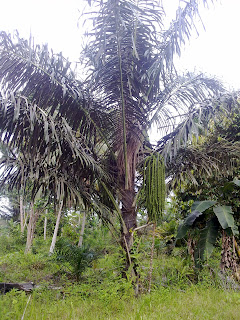 pohon enau Arenga Pinnata