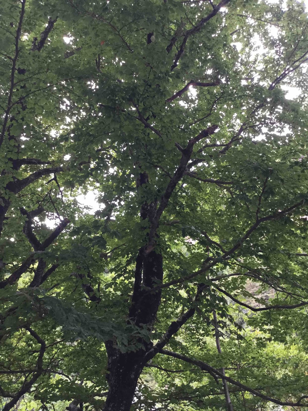 AboutHydrology How many leaves has a tree