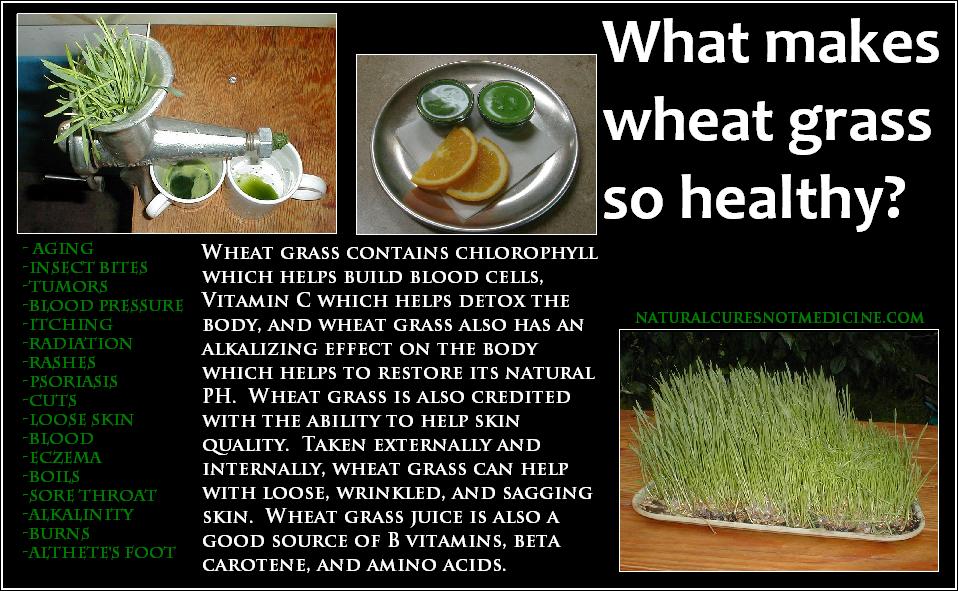 Natural Cures Not Medicine How wheat grass can improve your health
