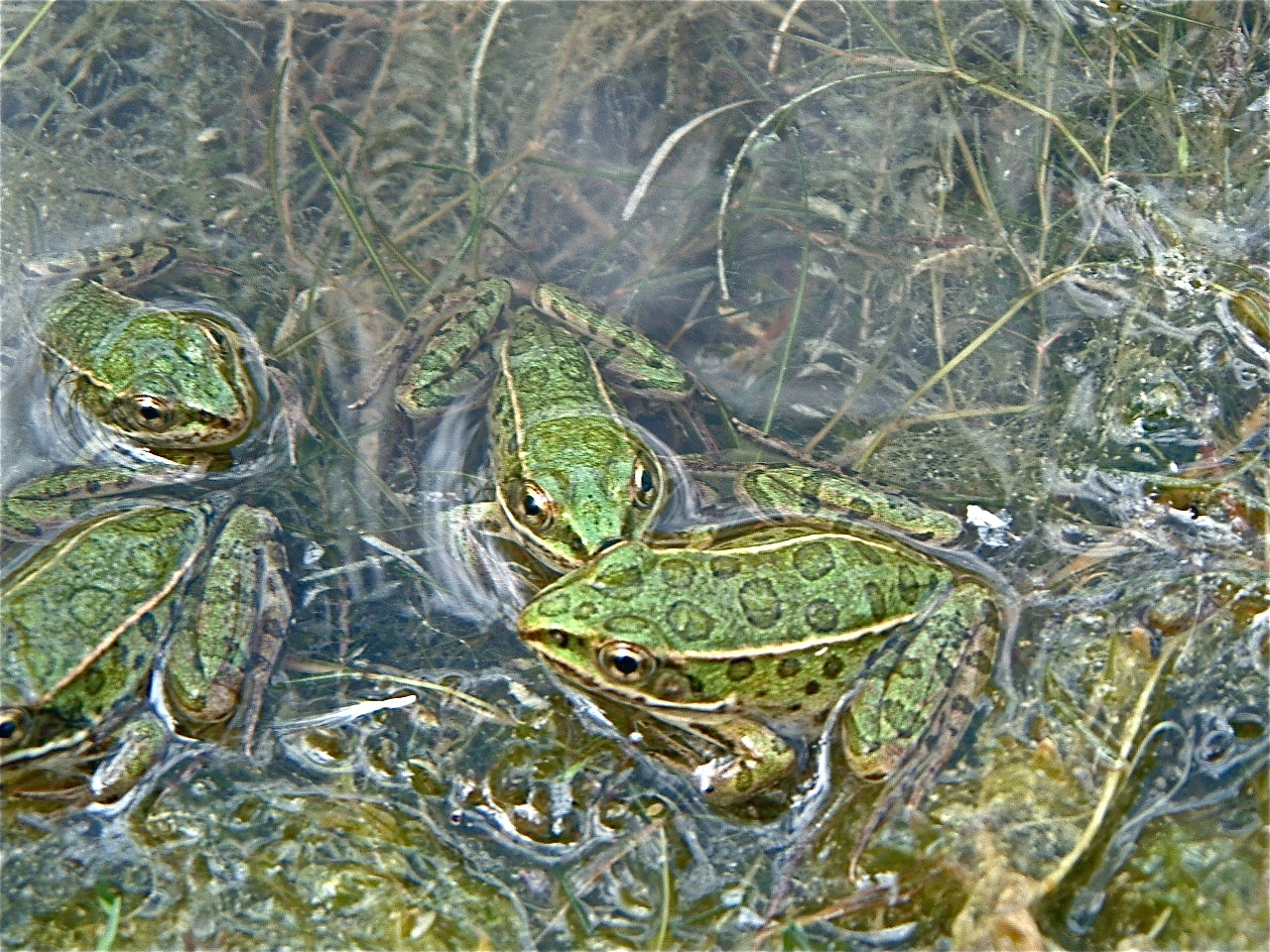 Columbia Wetlands Save the Frogs Day