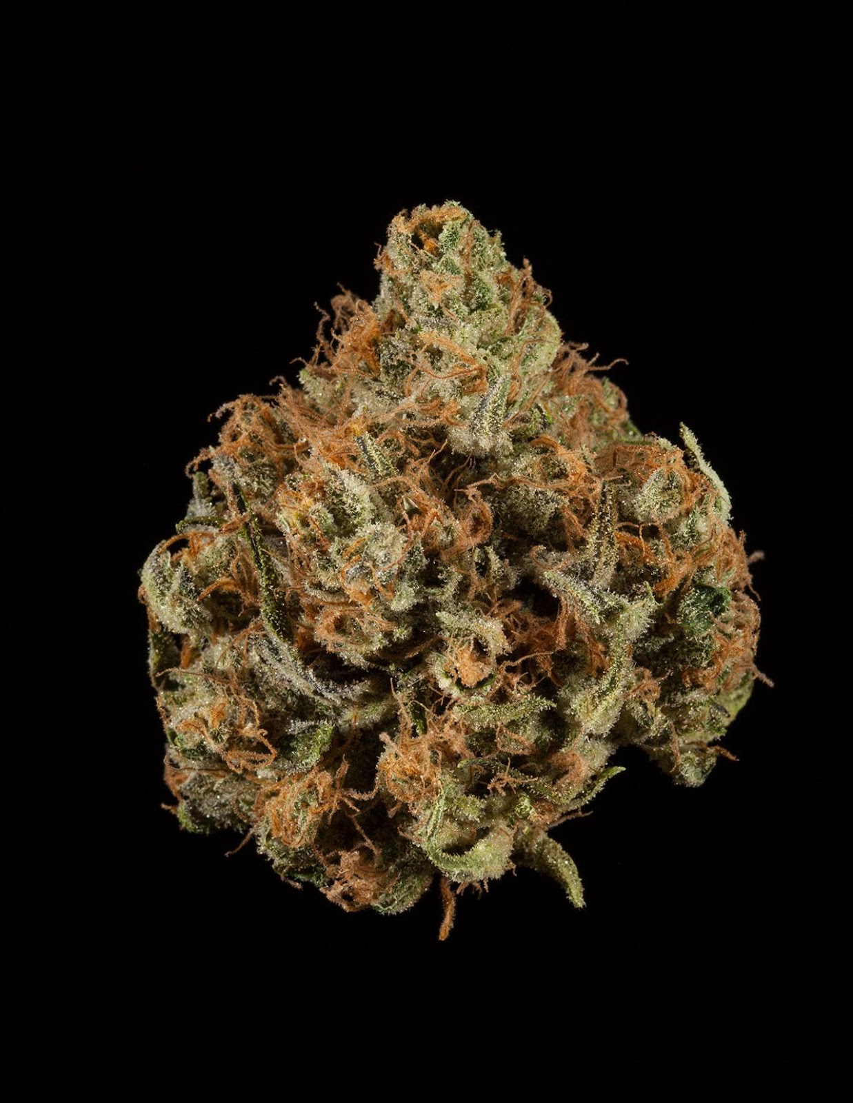 Sumo Tangie Sumo Tangie