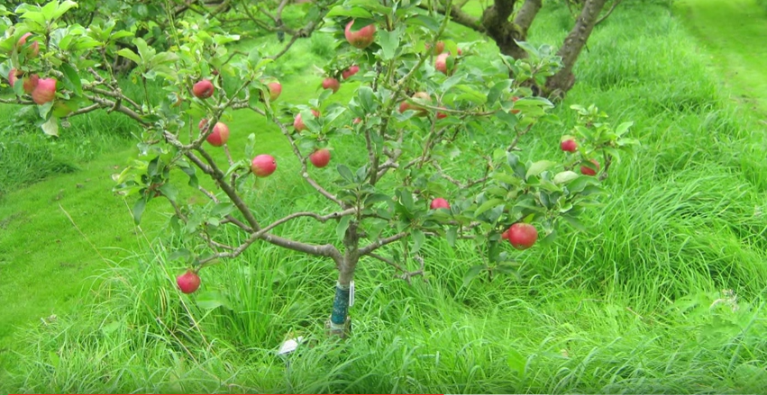 How To Make A Low Maintenance Fruit Garden Lovina Village