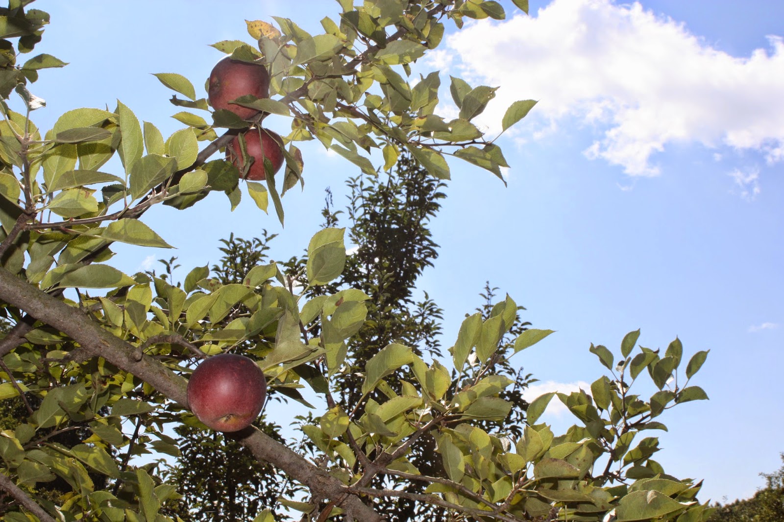 Chow and Chatter Southern Heritage Apple Orchard
