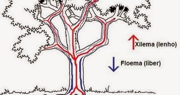 PLANTAS VASCULARES E AVASCULARES visual data 6
