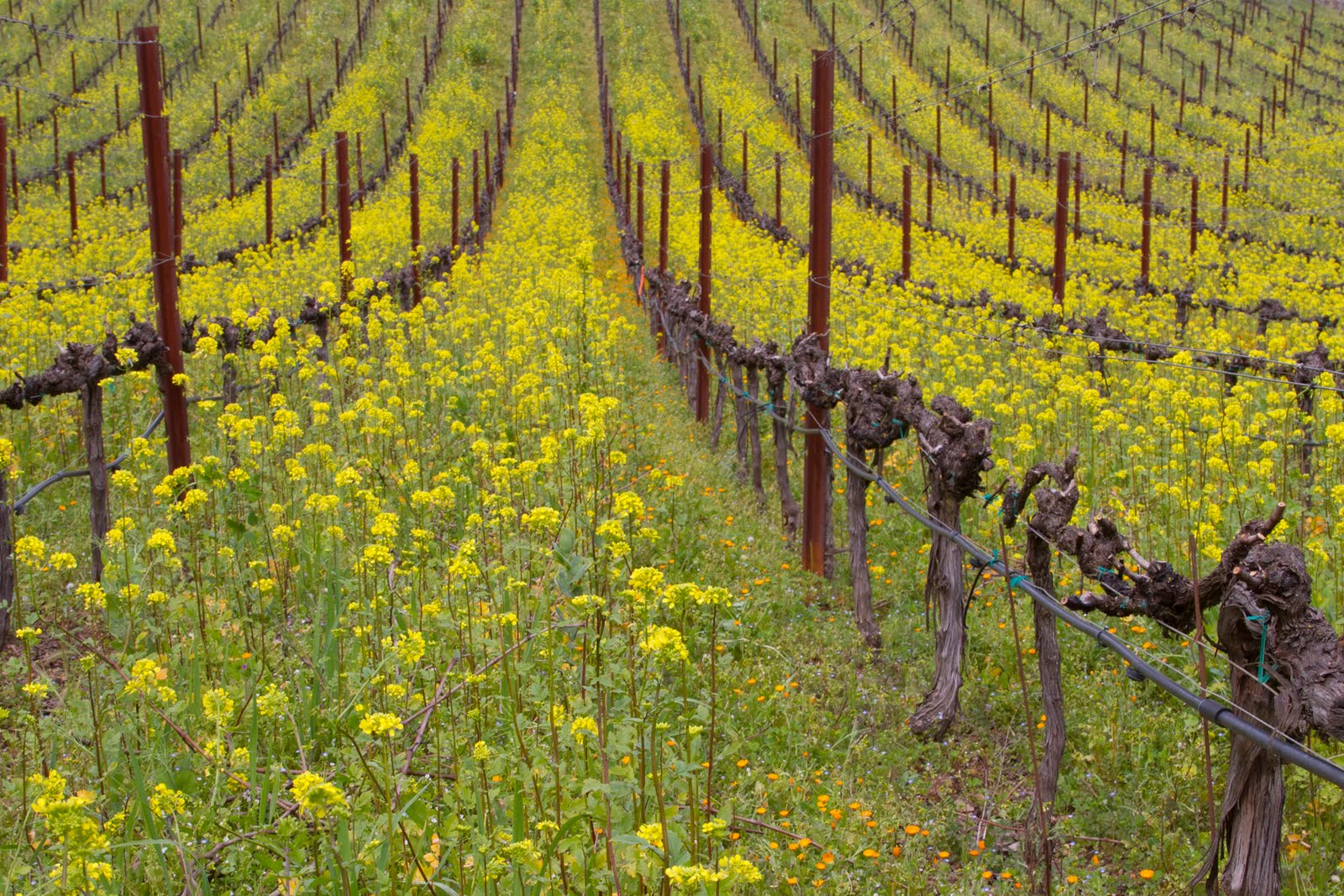 White Mountain Photography News Mustard Fields Forever
