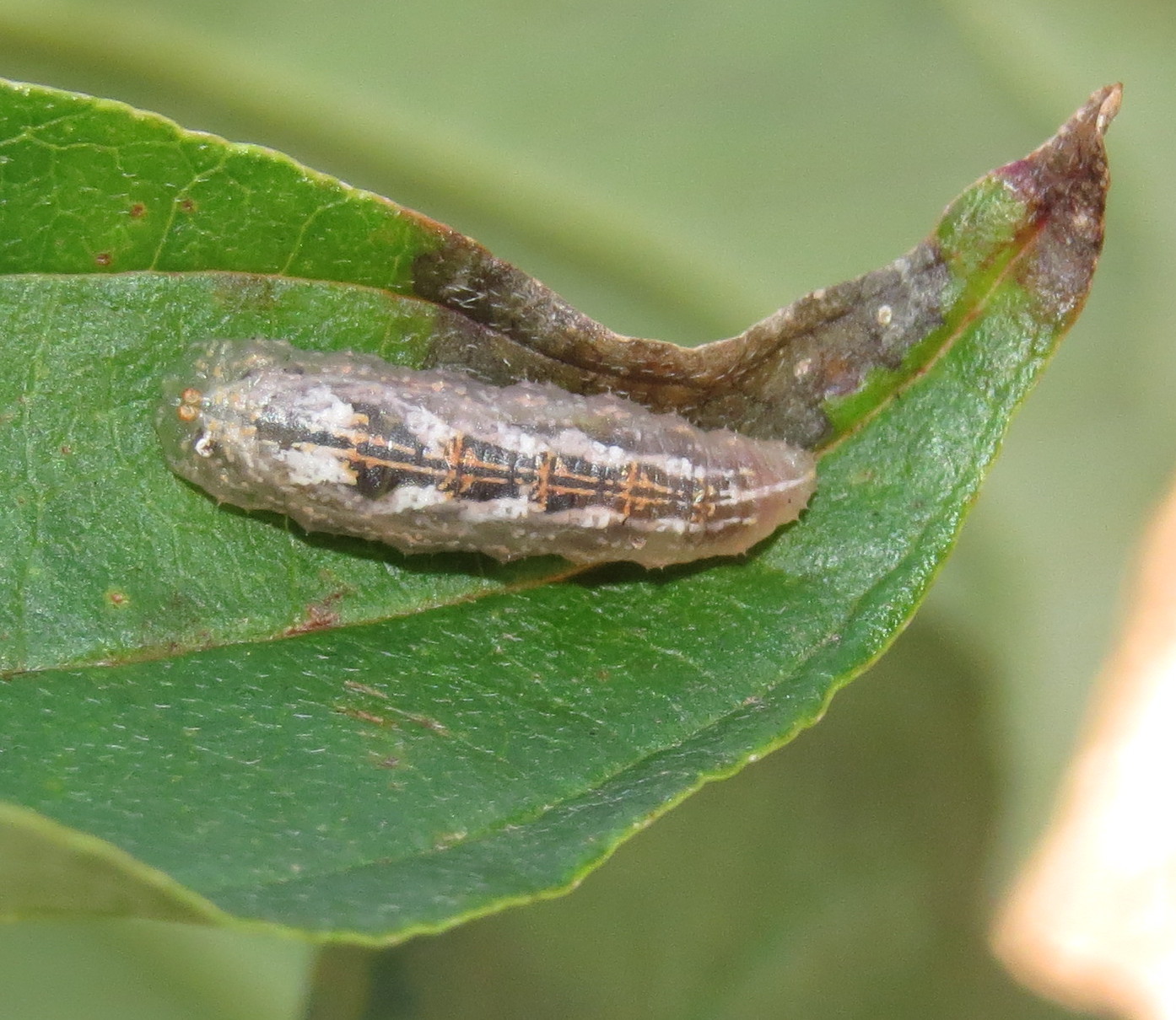 Bug Eric The Maggot on the Rosebush Aphideating Flower Fly Larvae