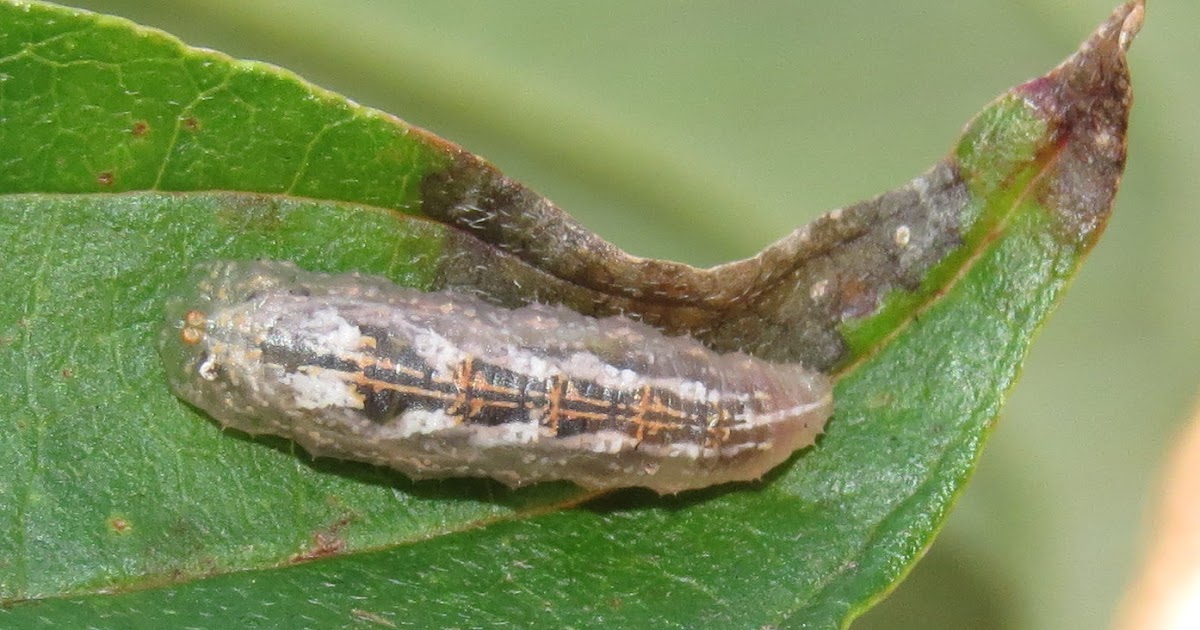 Bug Eric The Maggot on the Rosebush Aphideating Flower Fly Larvae