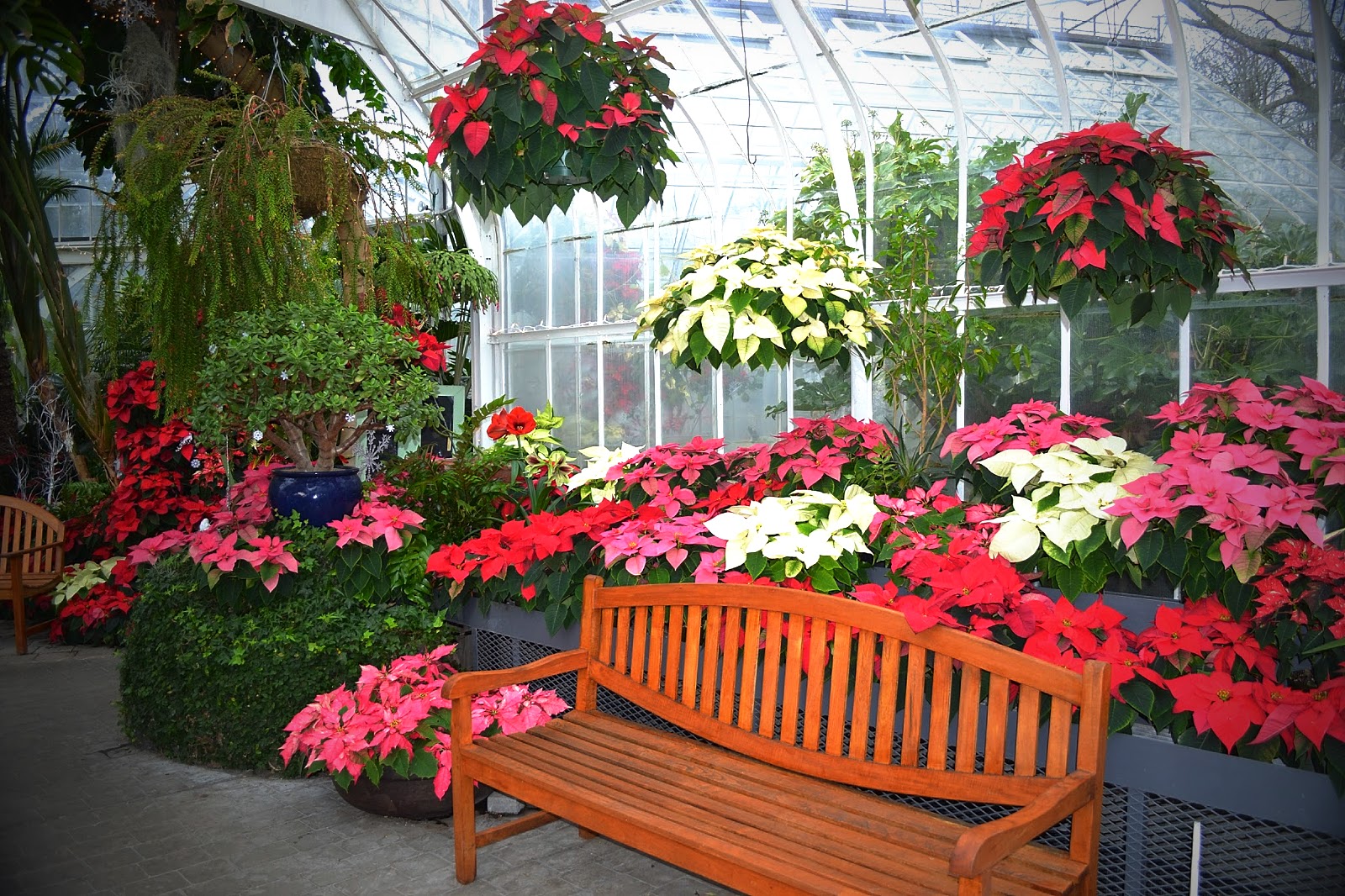 Pittosporum Stock Photos Pittosporum Stock Images Alamy