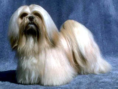 Lhasa Apso Dog Lhasa Apso Dog
