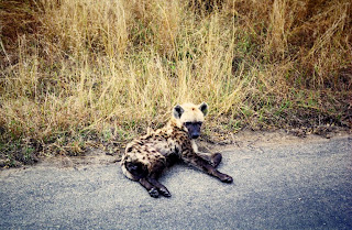 Hyena, Krugger National Park, South Africa