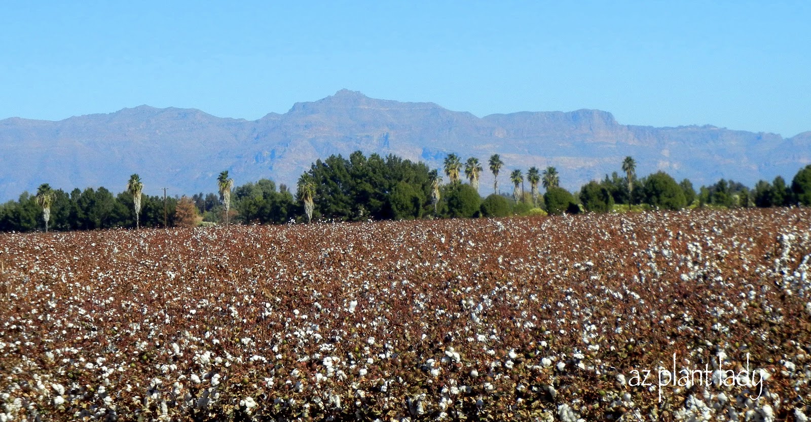 Field Trip Vegetables, Herbs, Trees, Food and Cotton? Ramblings
