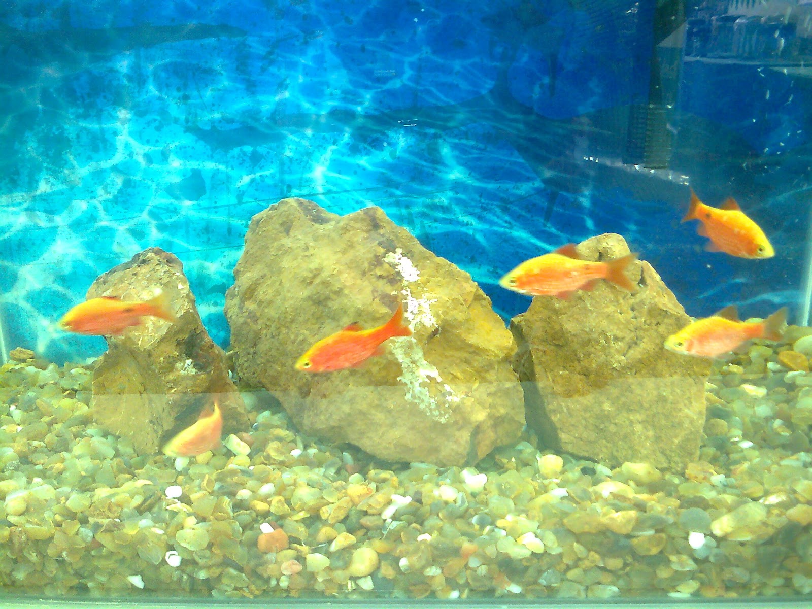 Pet Shop Bangalore Dogs, Birds, Fish Aquarium Food Accessories Online