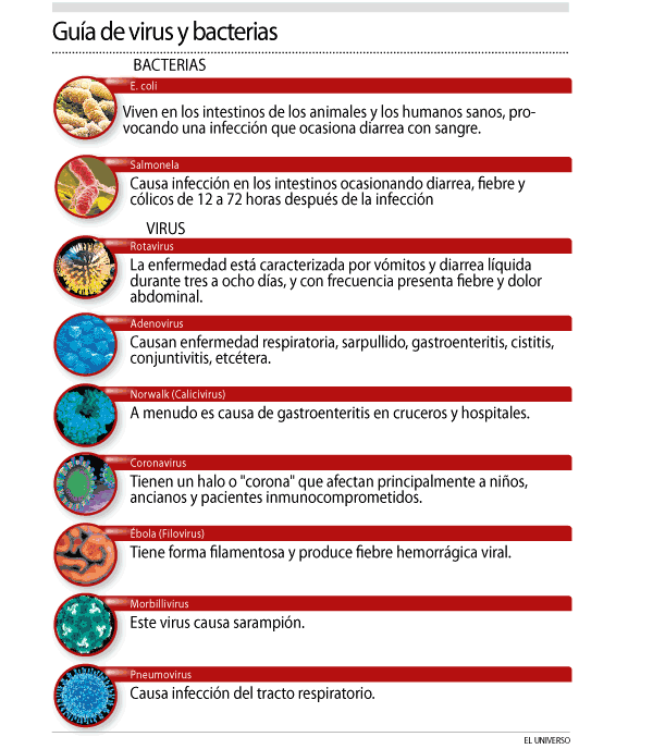 ENFERMEDADES QUE PRODUCEN LAS BACTERIAS Y LOS VIRUS enfermedades que producen las bacterias y los virus: