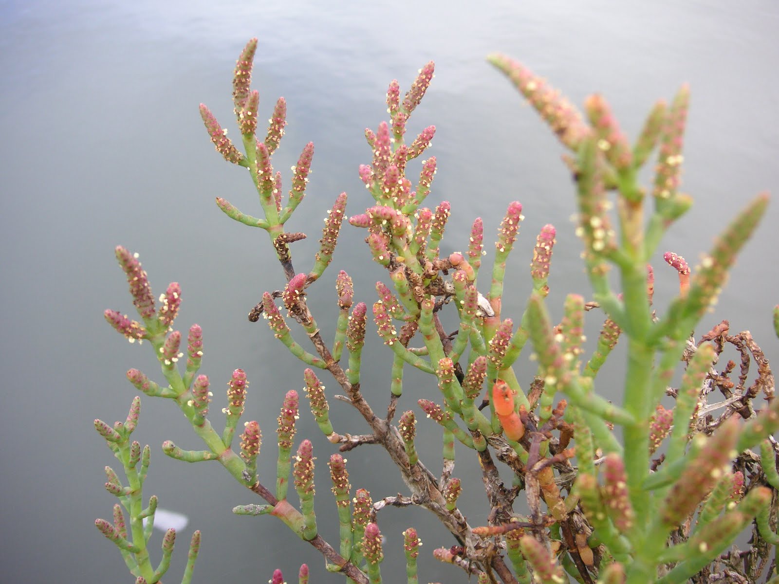 Nature ID dodder and pickleweed 07/22/11 Elkhorn Slough