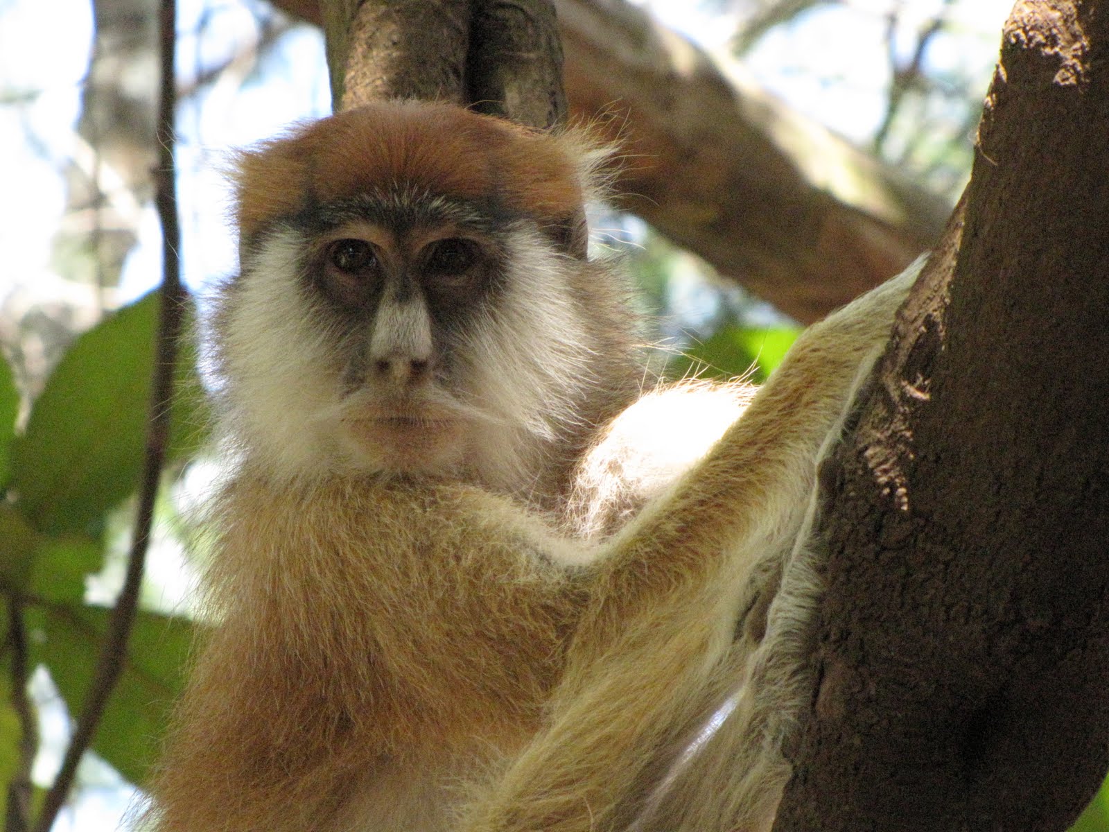 FiveKennys Mt. Kenya's Friendliest Monkeys