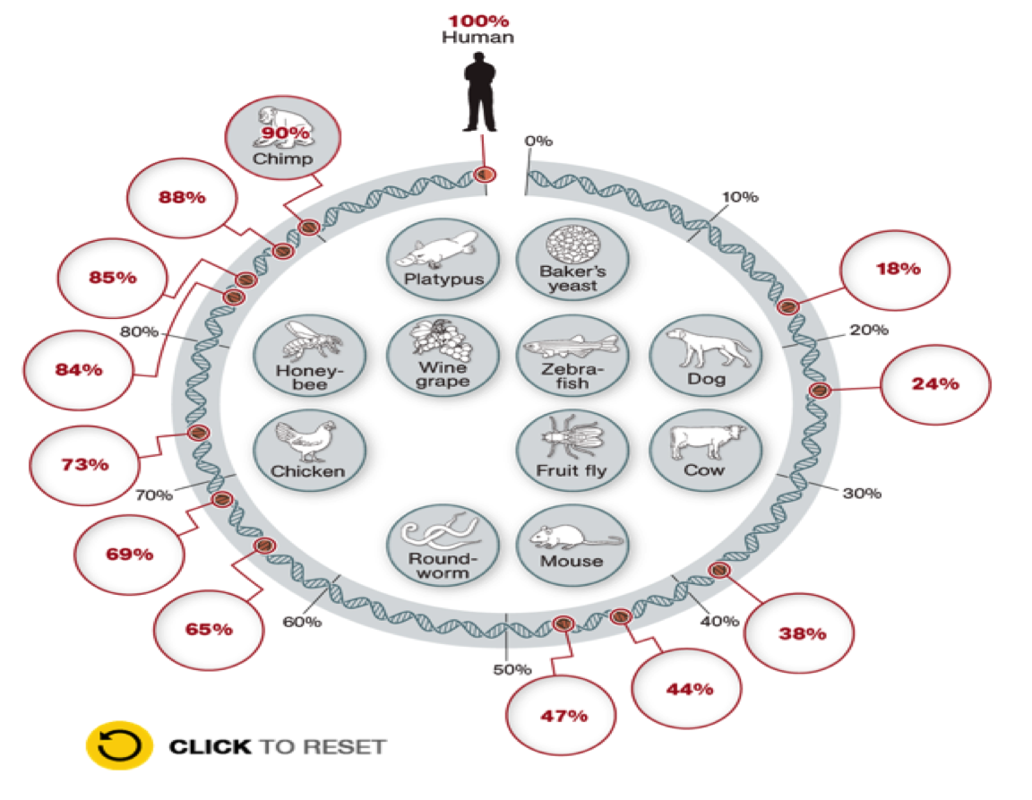 life sciences wahiawa 4 eukaryotic kingdoms chart