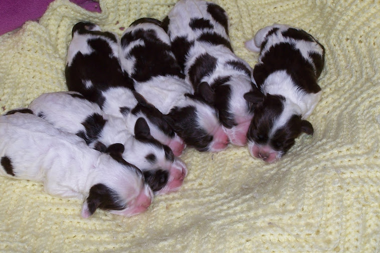 Puppies 2012