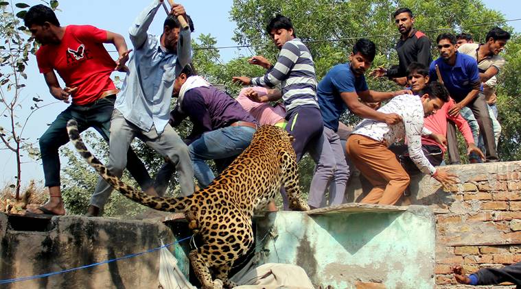 Leopard wants to escape