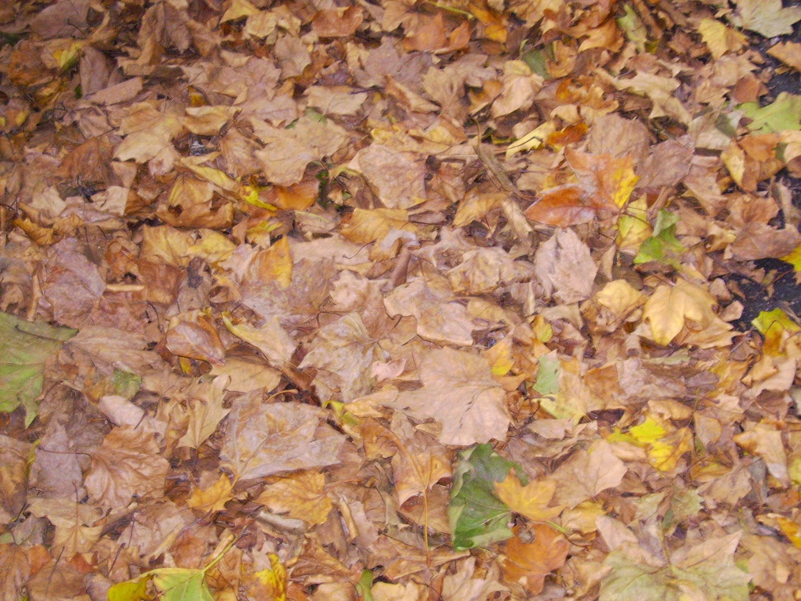 Salvatore Lo Leggio Autunno Una Poesia Di Gianni Rodari