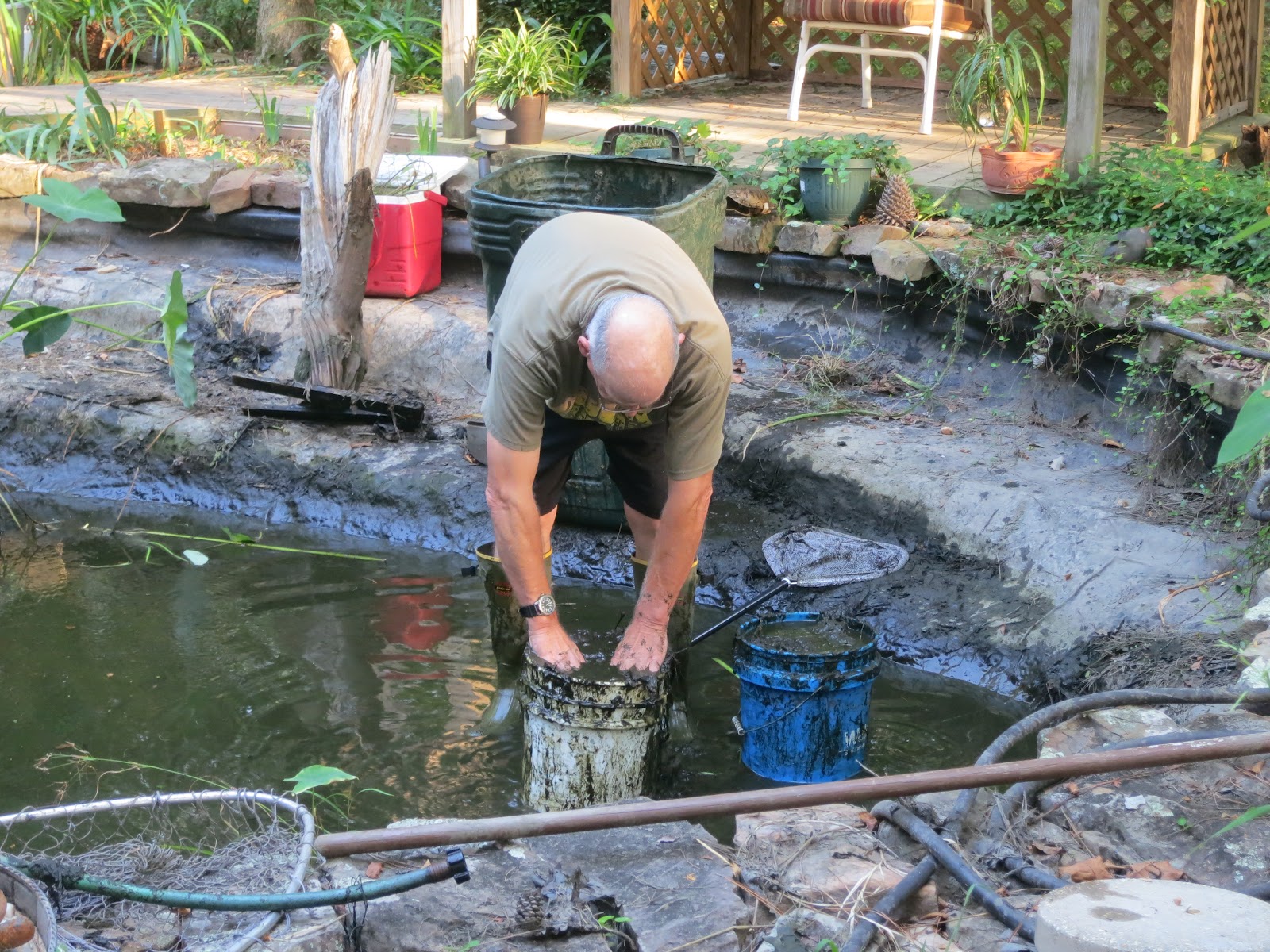 PrunePicker Mucking out the Koi Pond.