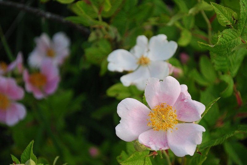 When the Wild Roses Bloom Oak Hill Homestead