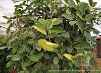 Stephanotis floribunda 'Variegata'