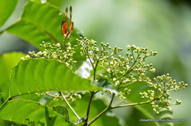 Bandicoot Berry (Leea indica) Sporadically all year