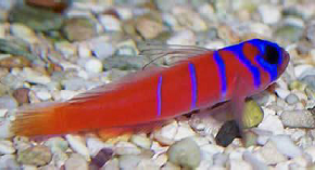 picture of female catalina goby