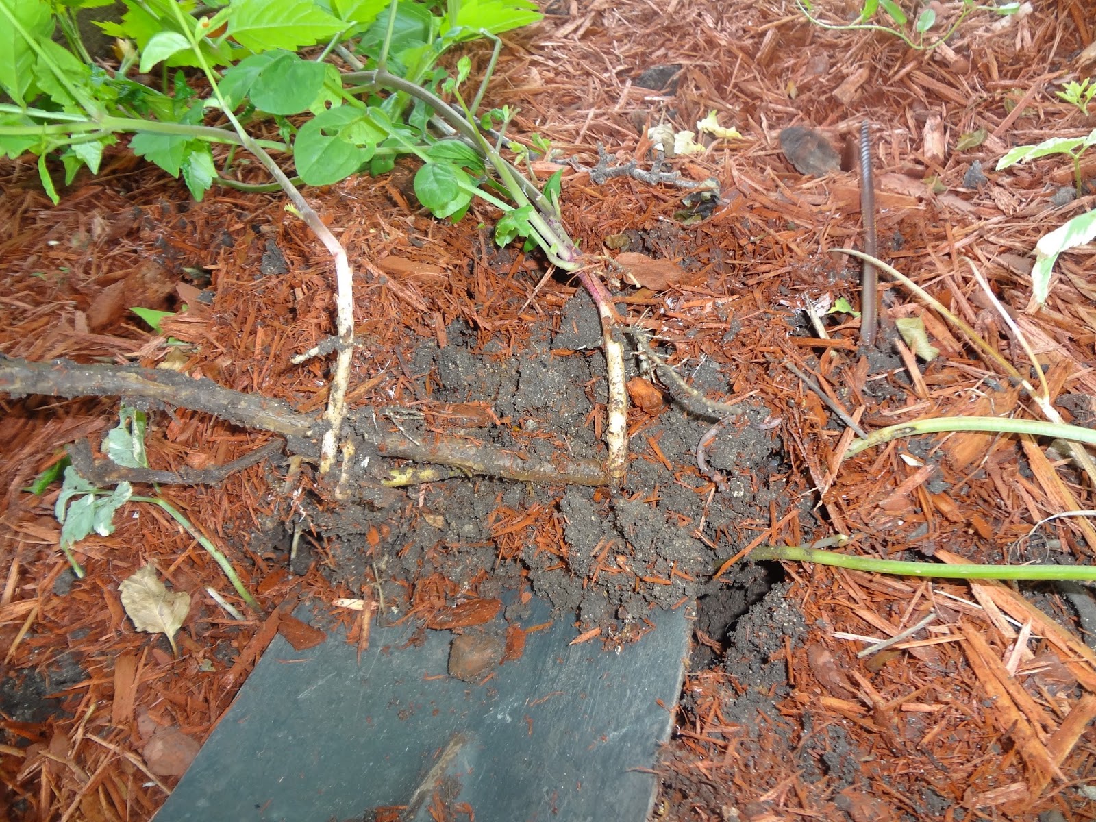 Niftynnifer's Crochet & Crafts How to Propagate Trumpet Vine