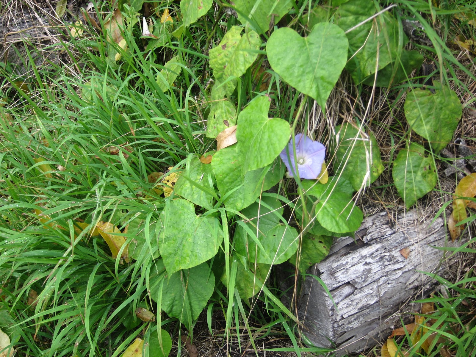 A Wandering Botanist Botany Rules 3 Why do Botanists Always Tell You