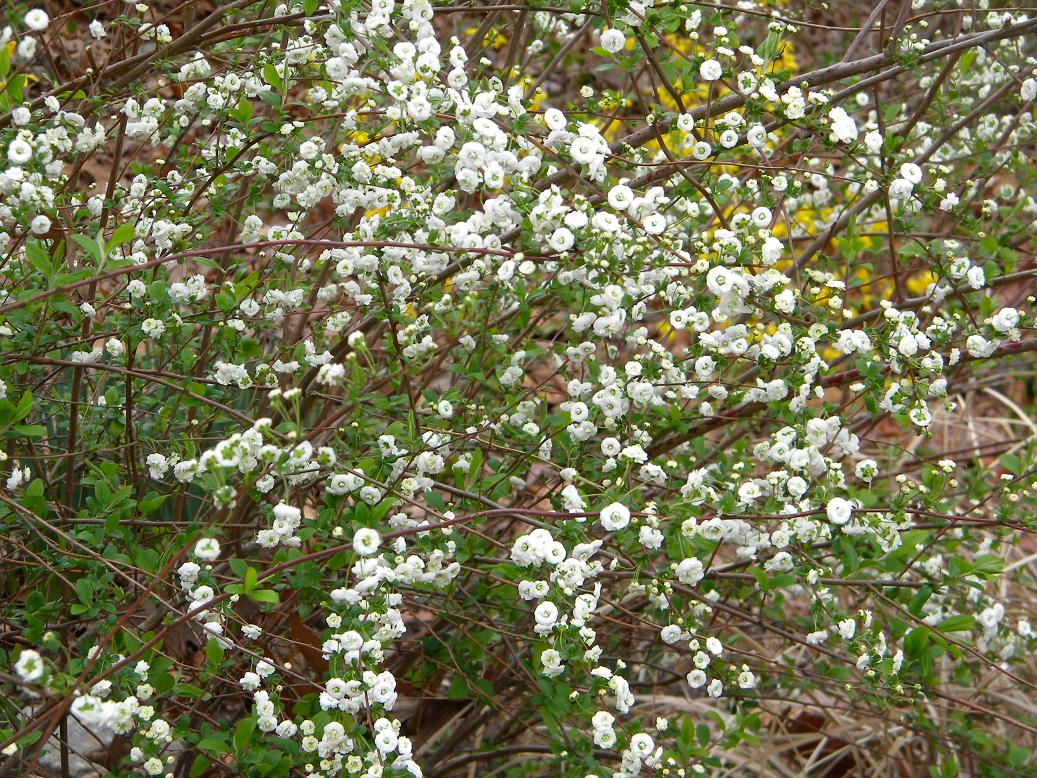 Wedding Flowers From Springwell Spring Wedding Flowers Bridal