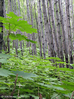 Birch & Devil's Club forest