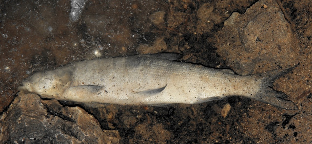 Кубенская нельма