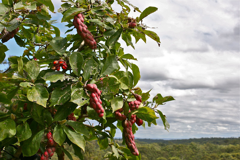 Magnolia Pods