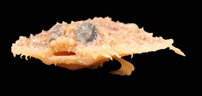 十大新物種 - 鬆餅蝙蝠魚