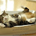 Kucing Paling Popular Di Dunia