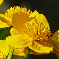 http://wild-flowers-of-europe.blogspot.nl/2014/11/caltha-palustris.html