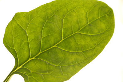 spinach-leaf.alt.jpg.JPG