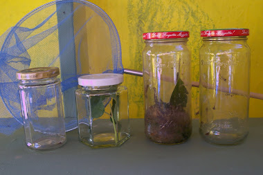 Bug Jars