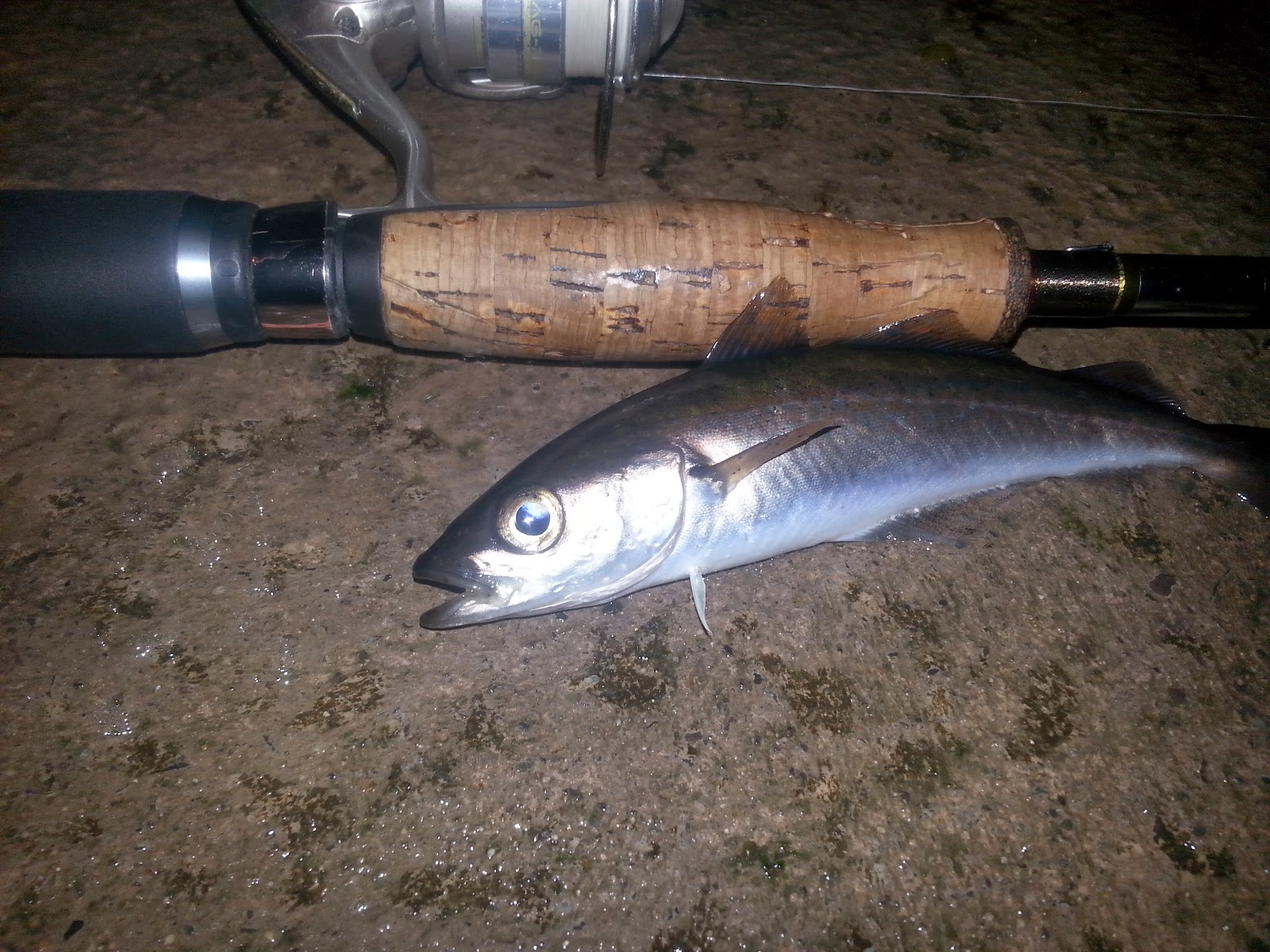 Luremaniac! Quick fun with pollock and coalfish.