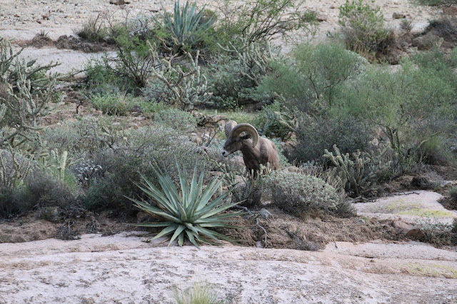 Arizona%2BUnit%2B22%2BDesert%2BBighorn%2BSheep%2BHunting%2Band%2BScouting%2BPhotos%2Bwith%2BJay%2BScott%2BOutdoors%2B6.JPG
